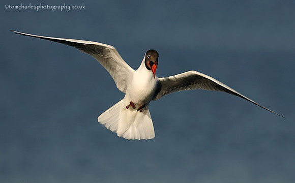 Black Headed Gull