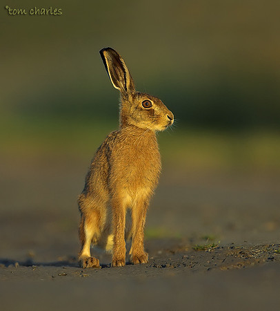 'Hares and Places'