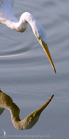 Great White Egret