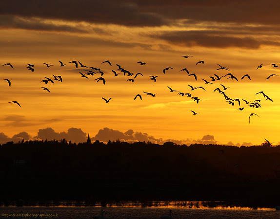 Last Light Flight