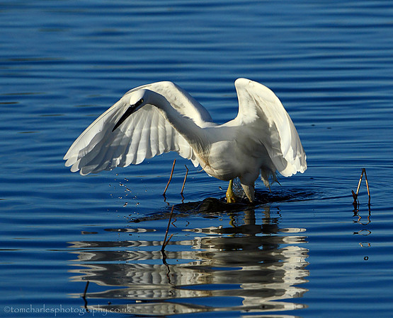 Little Egret