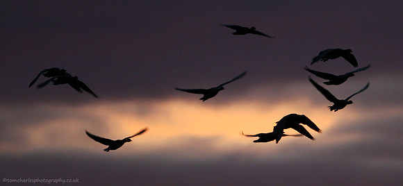 Pink-Footed Geese