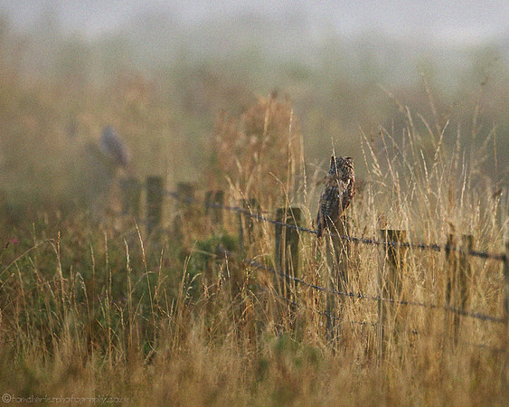 Long-eared Owl - (Asio otus)