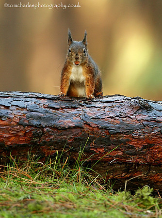 Squirrel Dentures