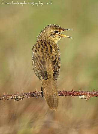 Grasshopper Warbler