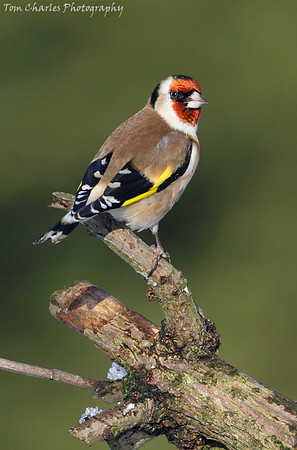 Goldfinch