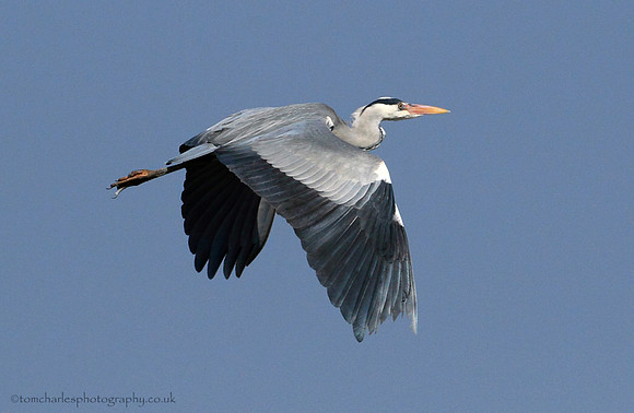 Grey Heron