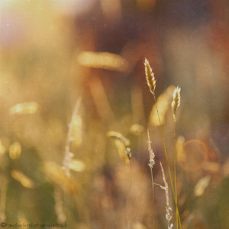 A Little Bit of Autumn