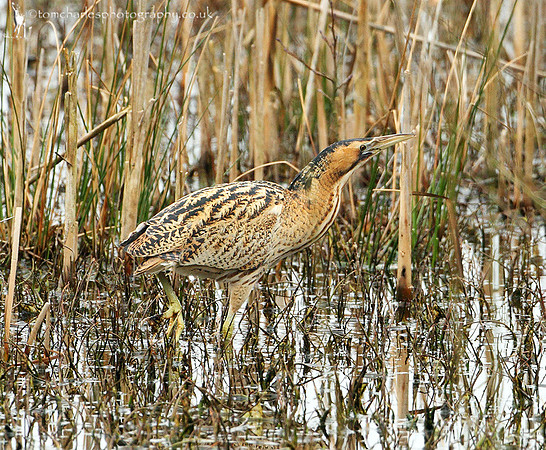 Bittern