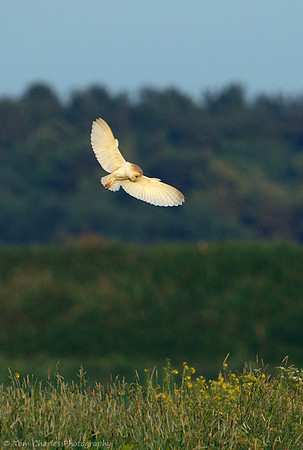 Barn Owl