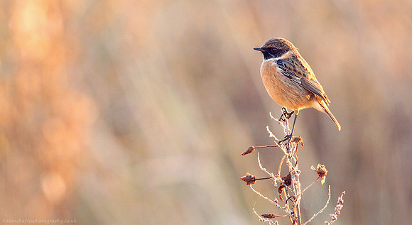 Warm Winter Chat