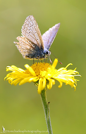 Common Blue