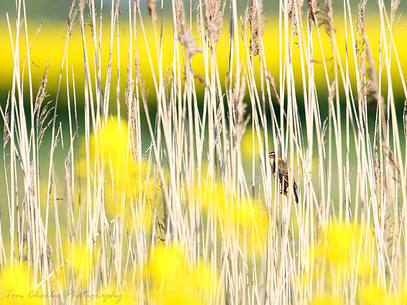 Birds Behind Bars