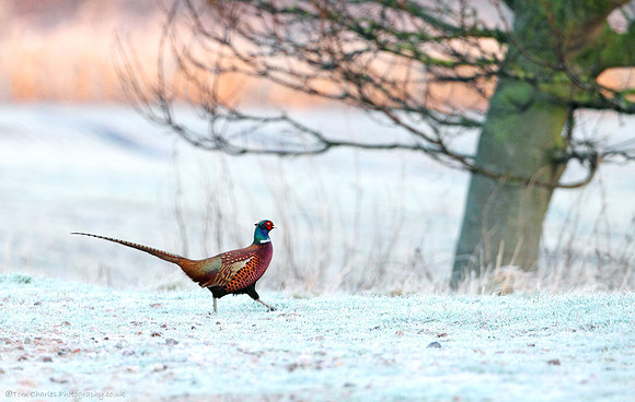 Frosty Footwork