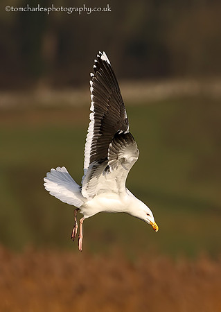 Great Black Backed Gull