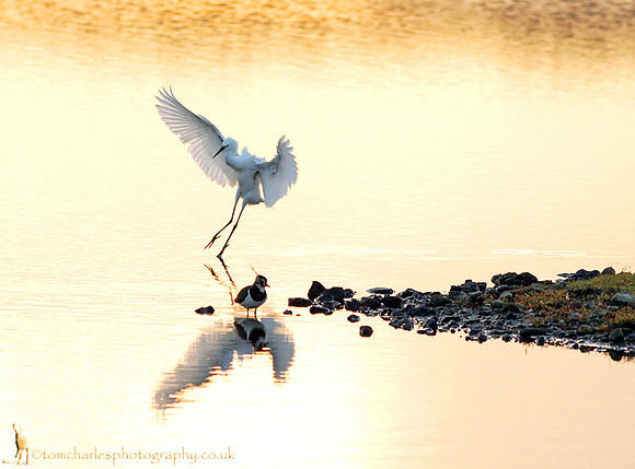 Little Egret