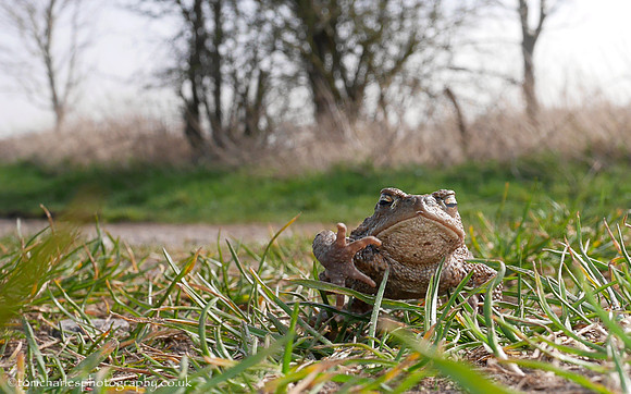 Common Toad