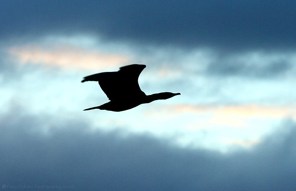 Cormorant