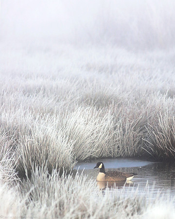 Sheltered Spot