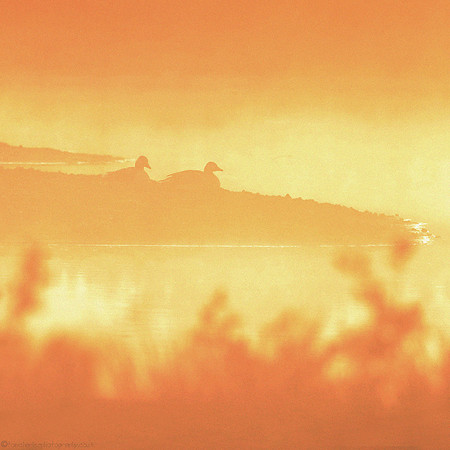 Morning Mist & Greylag