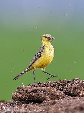 Yellow Wagtail