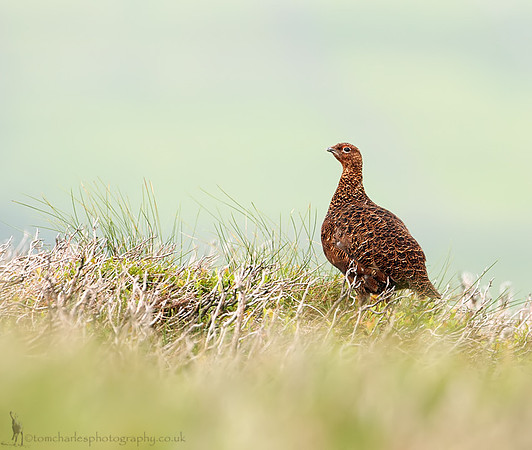 Red Grouse