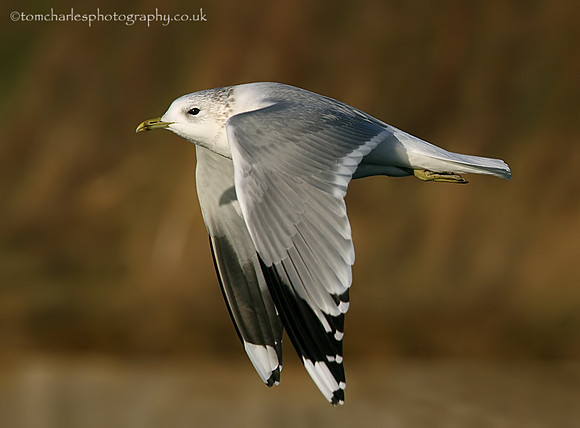Common Gull