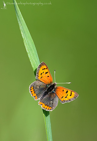 Small Copper