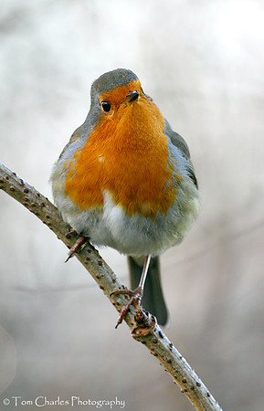Robin