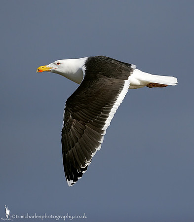 Great Black Backed Gull