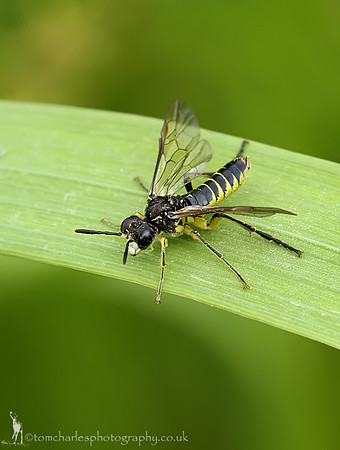 Sawfly - (Tenthredo arcuata)