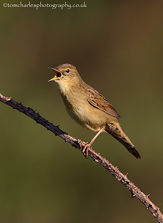 Grasshopper Warbler