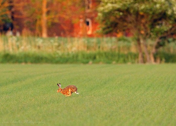 Running Hare