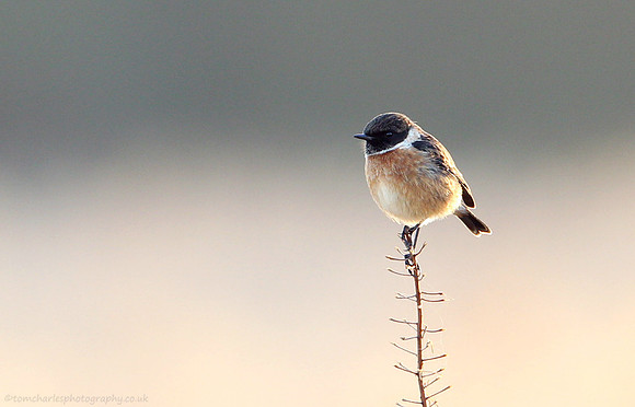 Stonechat - male