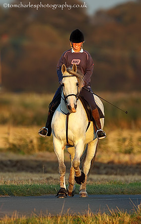 'Evening Equestrian'