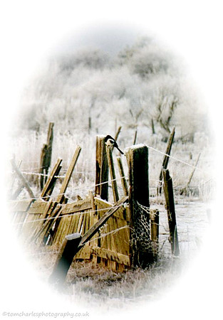 'Winters Calm'