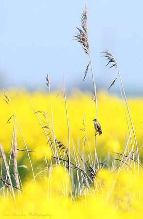 Sedge and Canola