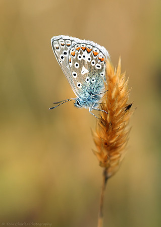 Common Blue Butterfly