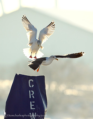 Herring Gull & Lesser Black Backed Gull
