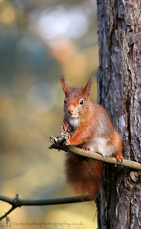 'Buck Tooth Squirrel'