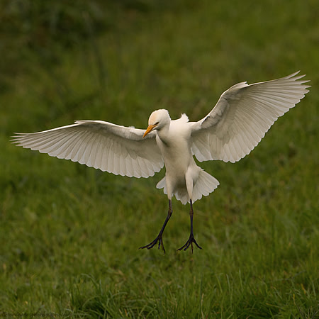 Cattle Egret
